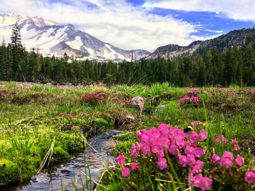 Wildflowers below Mt. Shasta
