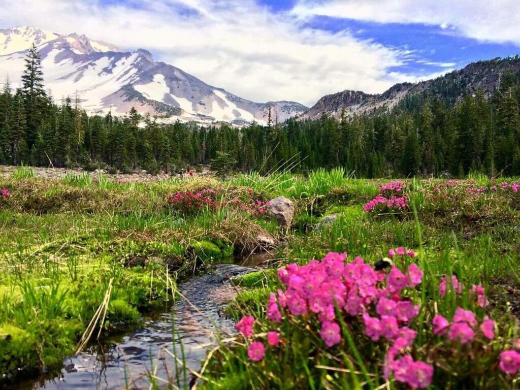 Mt. Shasta meadow with pink wildflowers and a stream